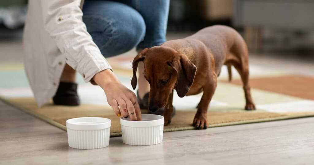 Die optimalen Fütterungszeiten für deinen Hund