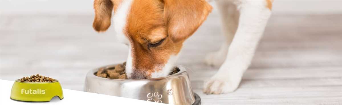 Wann den Hund füttern?