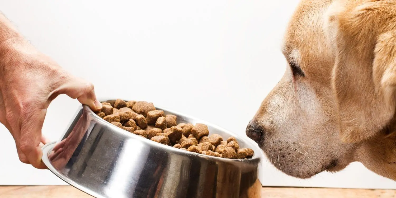  Die verschiedenen Faktoren bei der Fütterung von Hunden berücksichtigen 