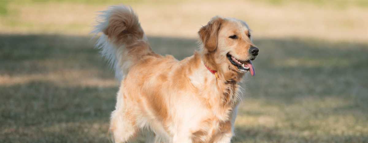 Wann endet die Pubertät bei Hunden?