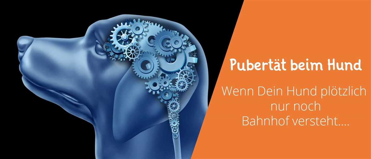 Typische Anzeichen für den Beginn der Pubertät bei Hunden
