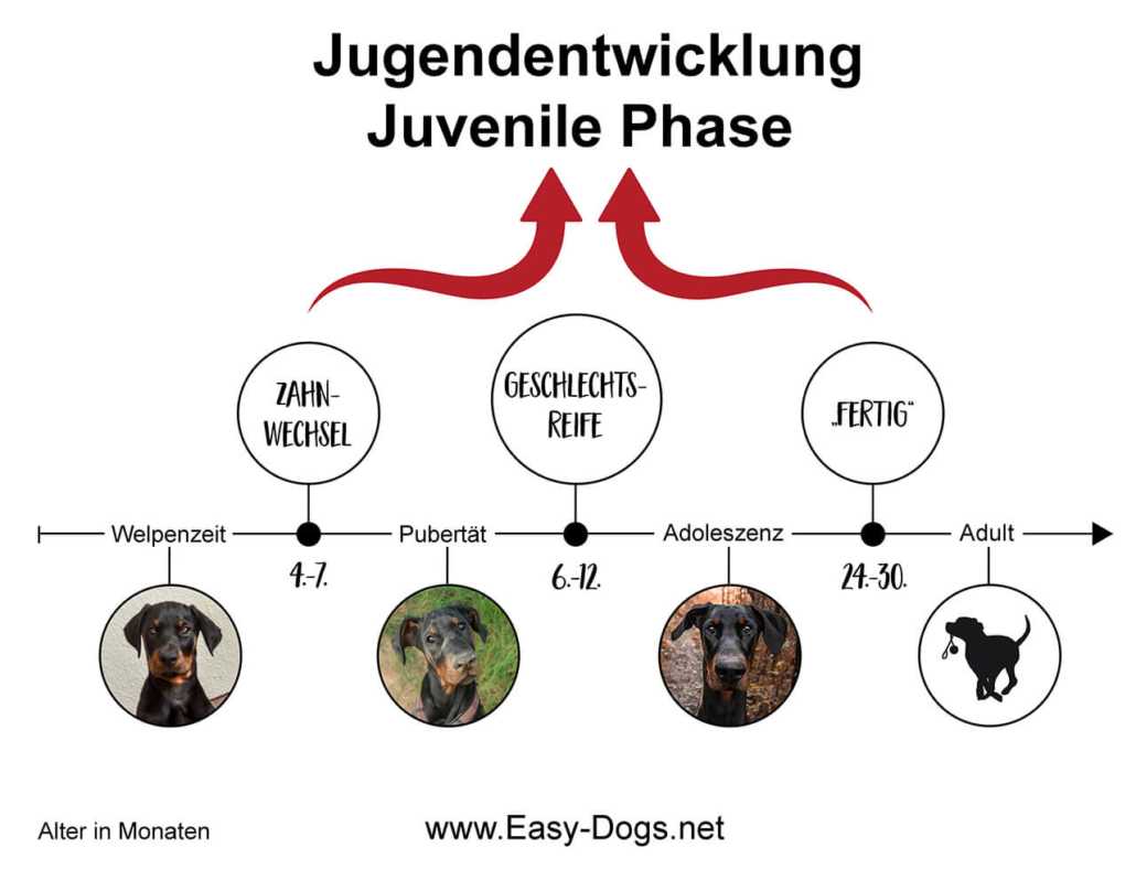 Wie lange dauert die Pubertät bei Hunden?