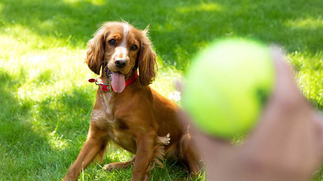 Geben Sie Ihrem Hund genügend Bewegung