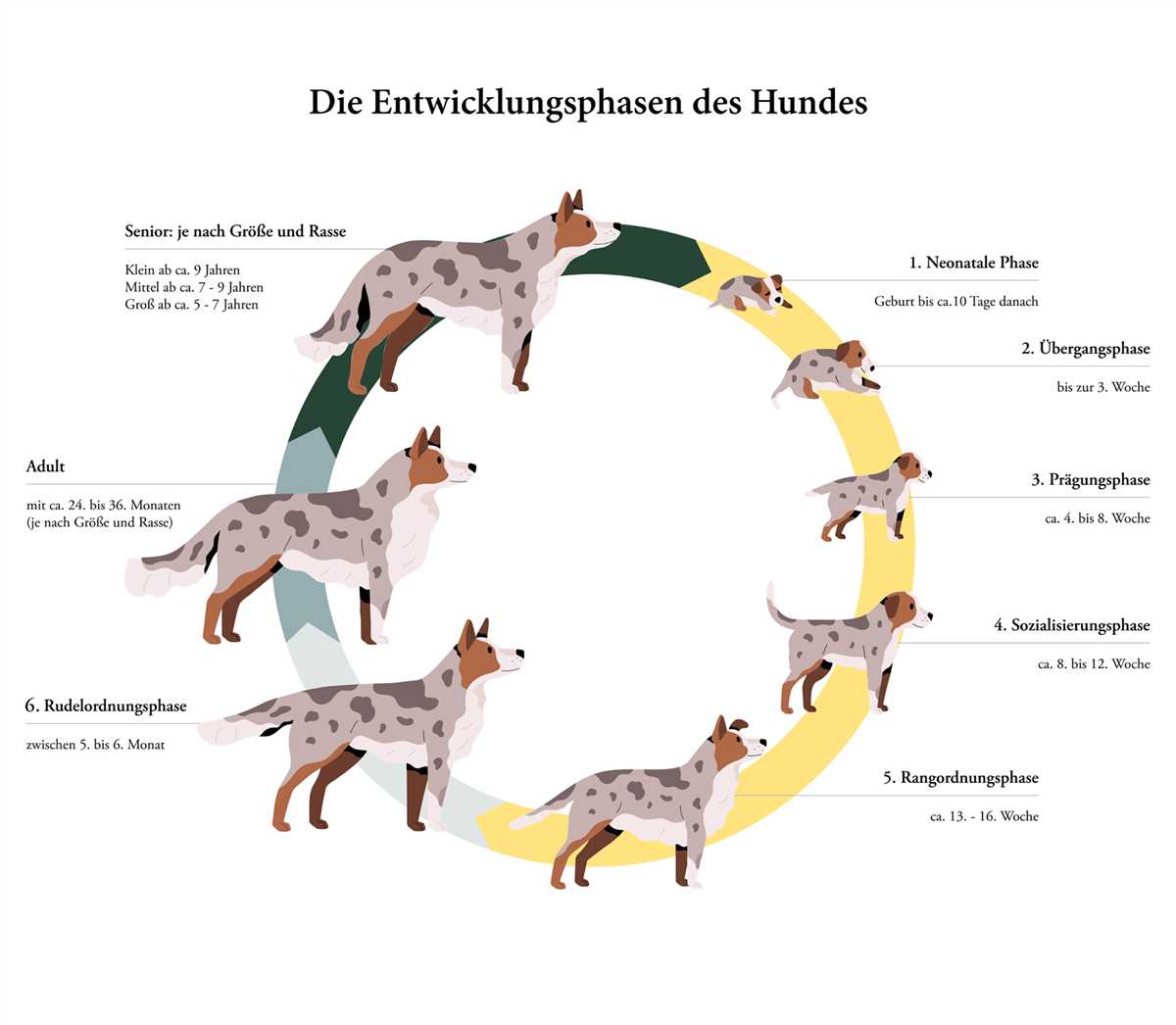 1. Wachstum und körperliche Entwicklung