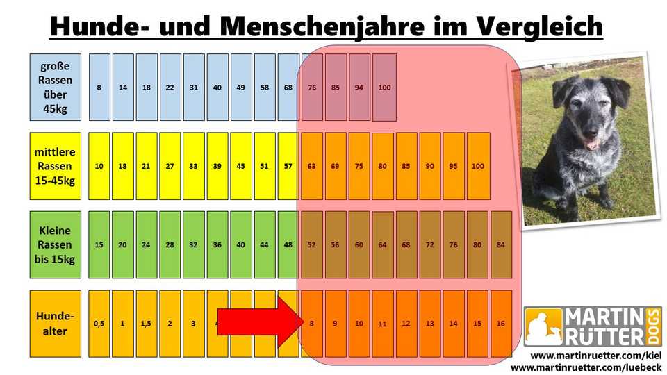 Wann ist ein Hund Senior? Alles, was Sie über das Alter Ihres Hundes wissen müssen