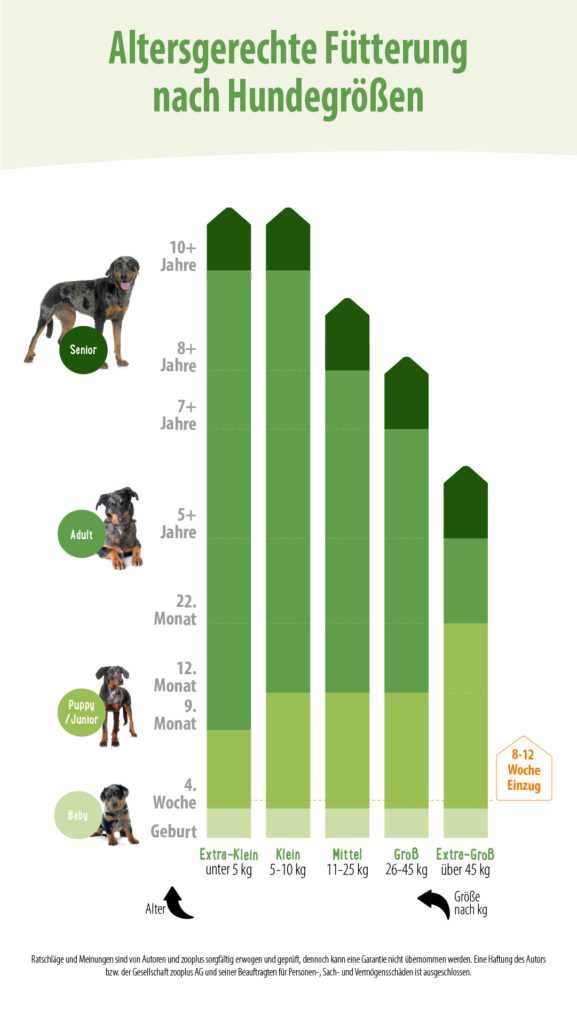 Was sind die häufigsten altersbedingten Gesundheitsprobleme bei Hunden?