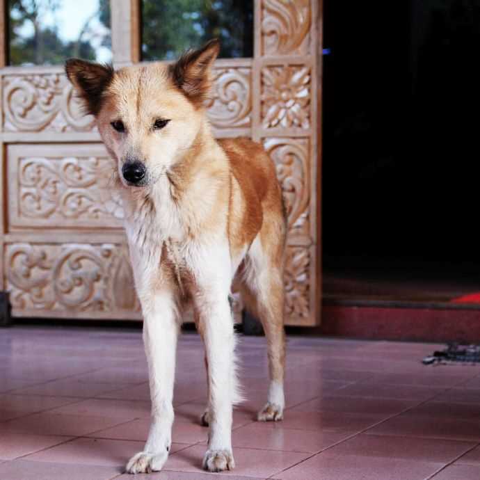 Anzeichen dafür, dass ein Hund zu dünn ist