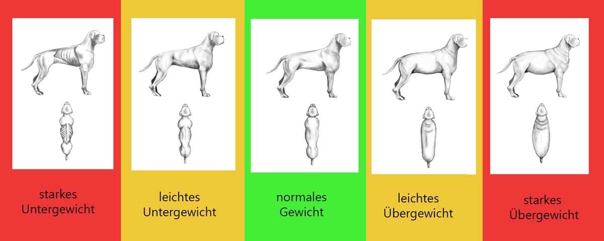 Wann ist ein Hund zu dünn? – Tipps zur Gewichtskontrolle bei Hunden