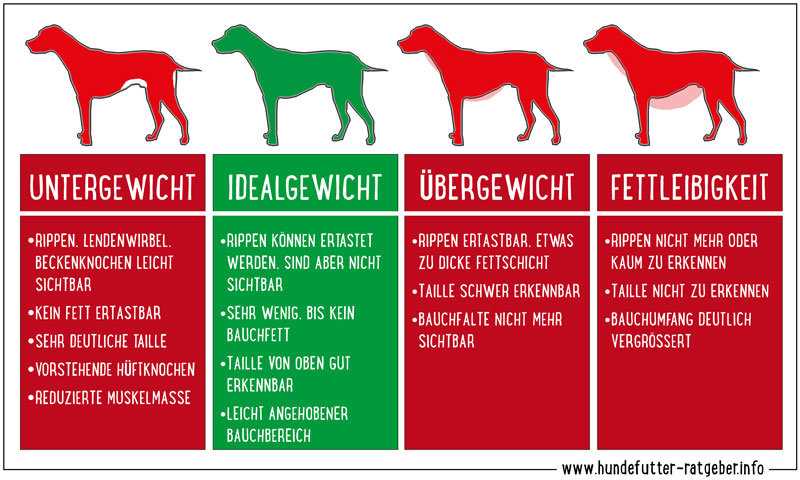 Die Rolle von Ernährung und Bewegung bei der Gewichtskontrolle