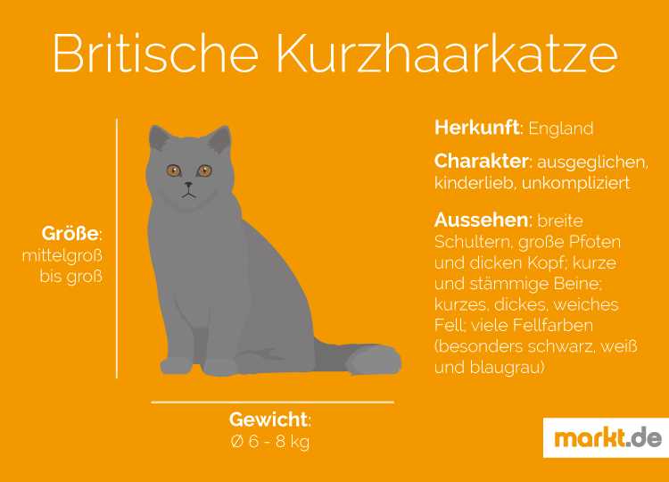 Wann ist eine Britisch Kurzhaar Katze ausgewachsen? Erfahren Sie alles über das Wachstum Ihrer Katze