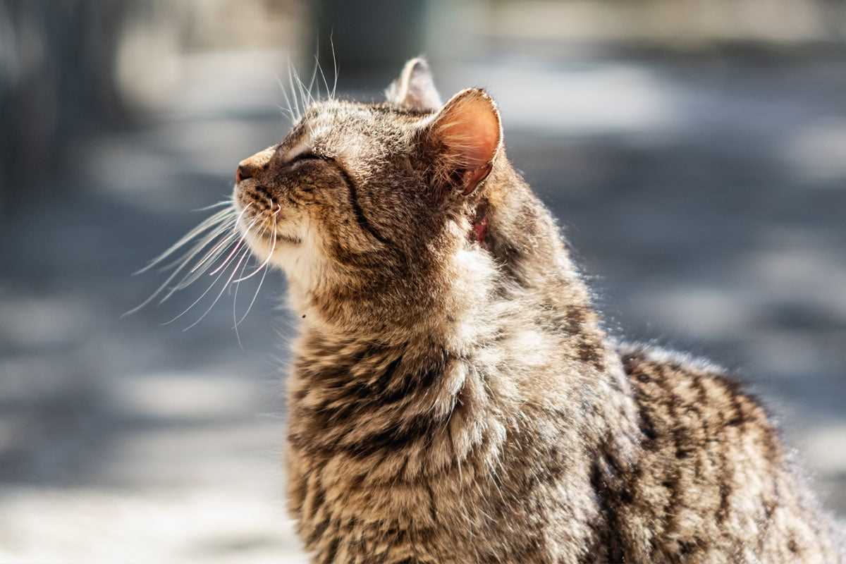 Die verschiedenen Lebensphasen einer Katze