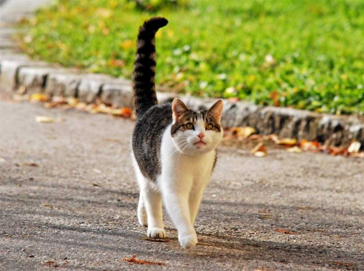 Maßnahmen zur Kontrolle der Fortpflanzung bei geschlechtsreifen Katzen