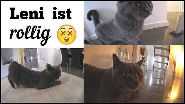 Wann ist eine Katze rollig? – Informationen und Tipps