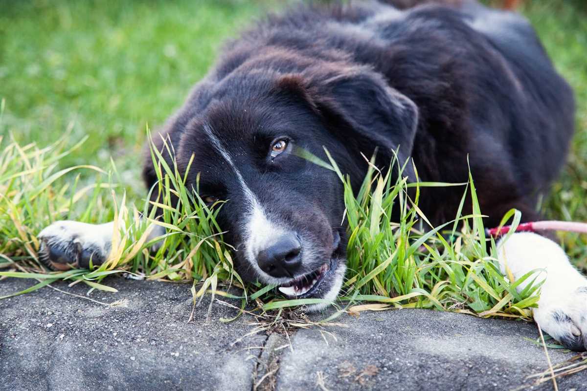 Diagnose und Behandlung des Erbrechens beim Hund