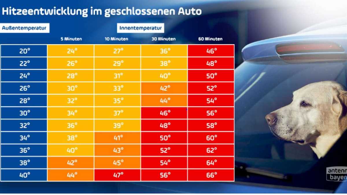 Gefahren von Überhitzung für Hunde