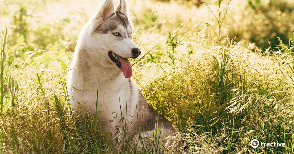 Anzeichen von Hitzeempfindlichkeit bei Hunden