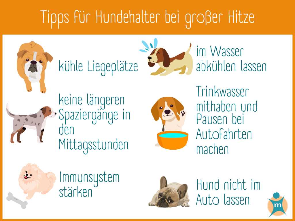 Symptome von Hitzestress bei Hunden