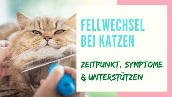 Der Fellwechsel bei Katzen