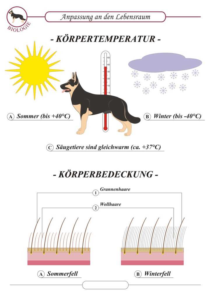 Wie kann man den Hund beim Fellwechsel unterstützen?