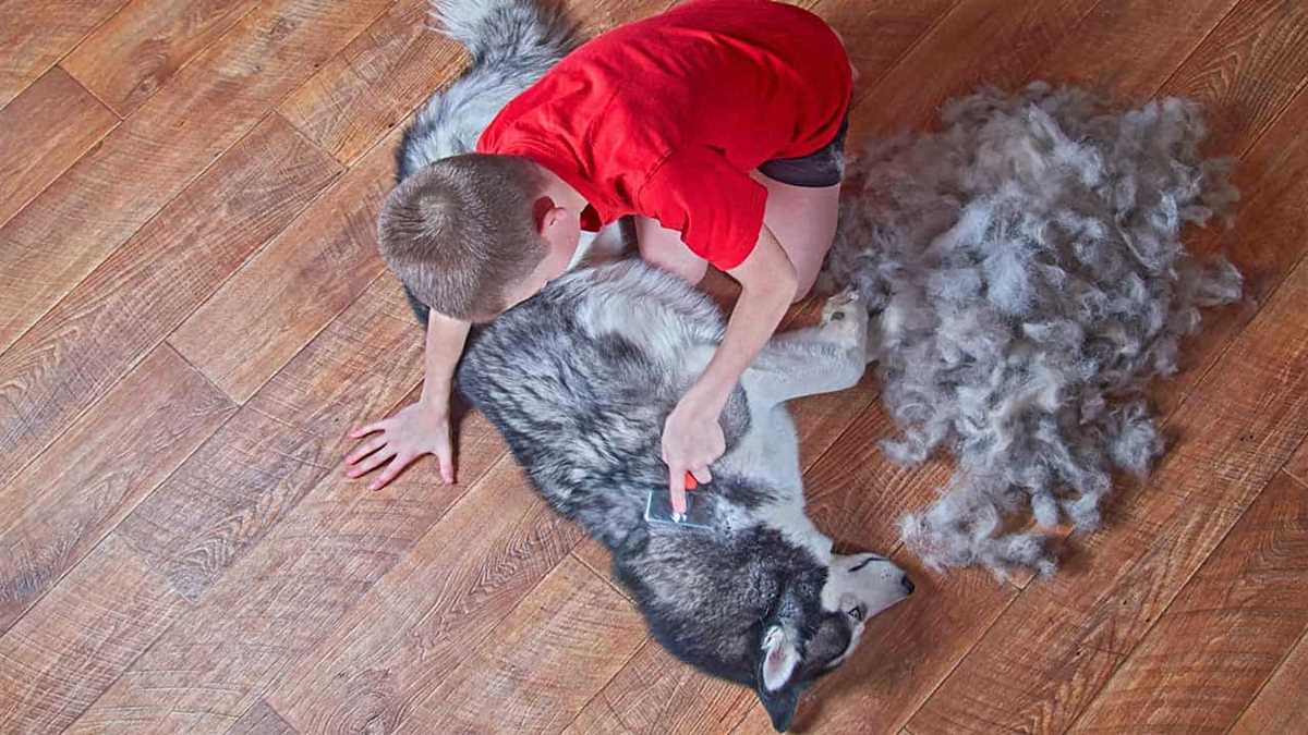 Die Phasen und der Ablauf des Fellwechsels beim Hund