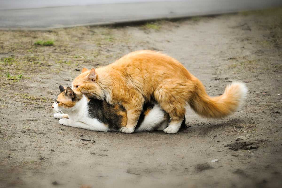 Wann beginnt die Paarungszeit bei Katzen?