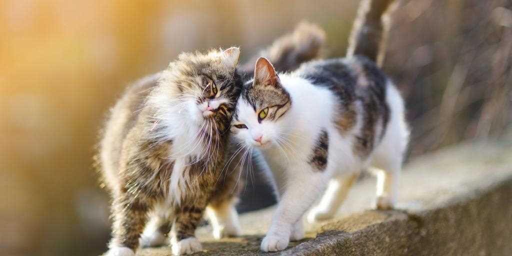 Paarungszyklus bei Katzen