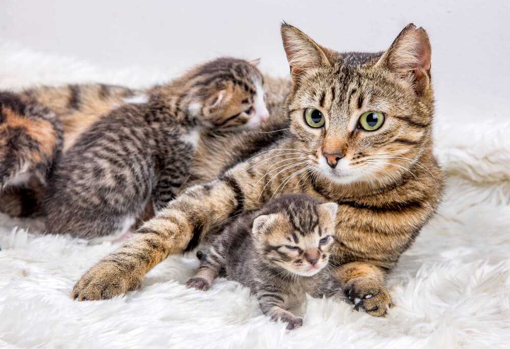 Wie erkenne ich, ob meine Katze trächtig ist?