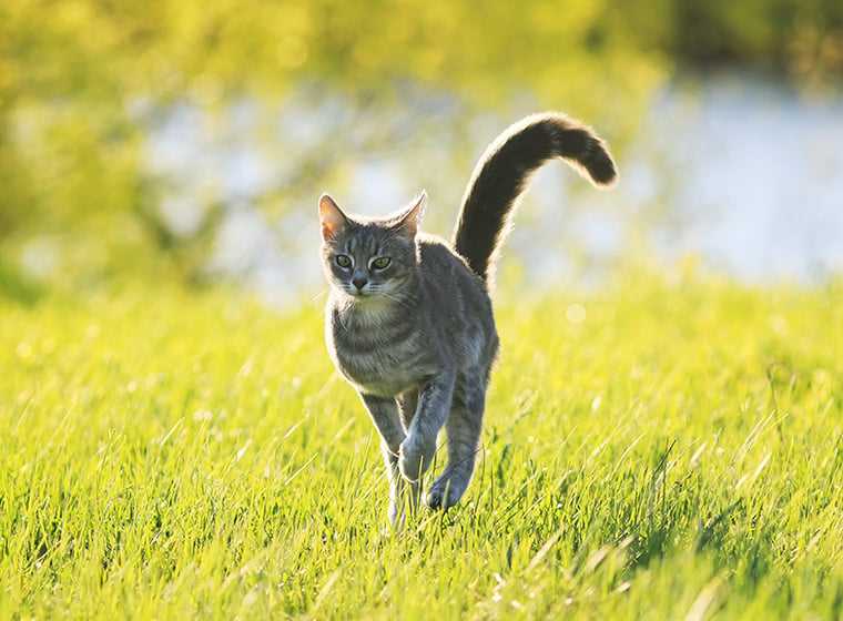 Wann Katze rauslassen? – Tipps für Katzenhalter