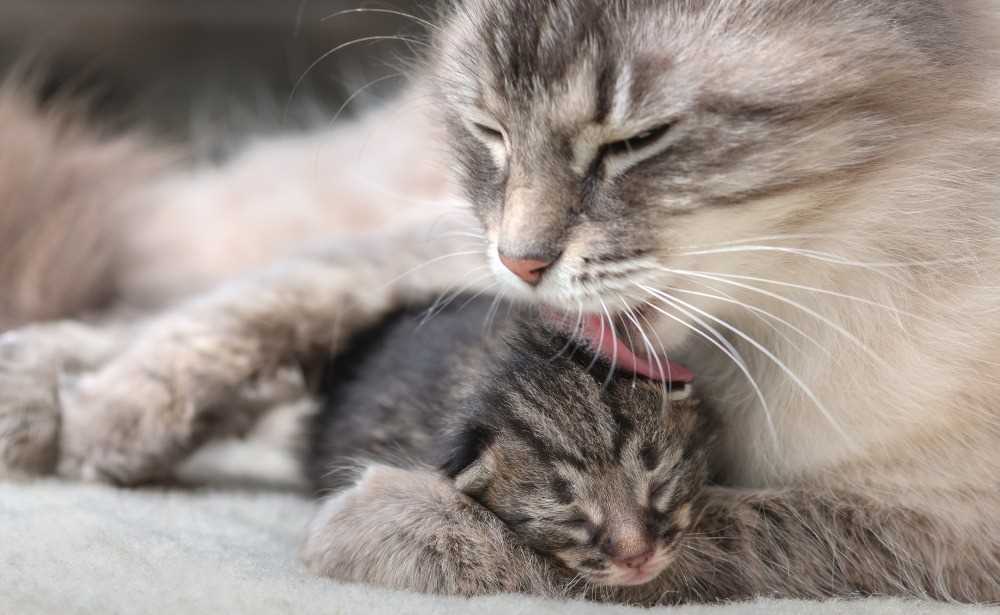 Die Aufgaben und Verantwortlichkeiten der Mutterkatze