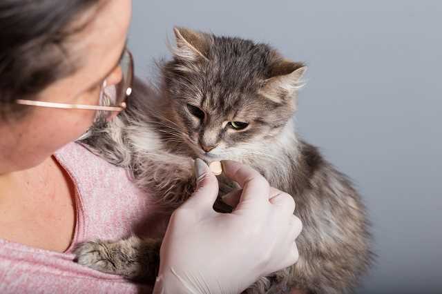 Wie oft soll man Katzen entwurmen?