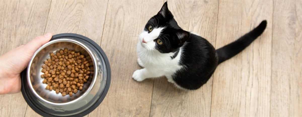 Wann sollten Katzen gefüttert werden? Die ideale Uhrzeit für die Fütterung Ihrer Katze