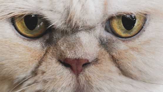 Wann öffnen Katzen ihre Augen: Ein Blick in die Entwicklung von Katzenbabys