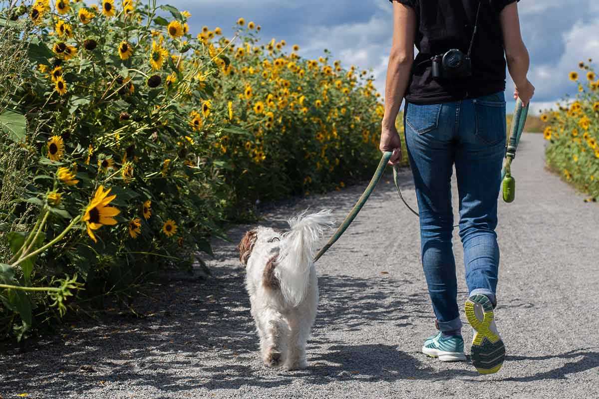 Wann mit Hund Gassi gehen: Die besten Tipps und Empfehlungen