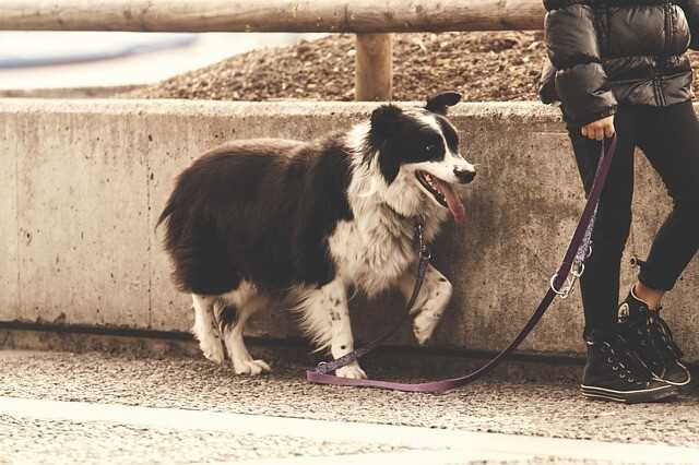 Tipps für das optimale Gassigehen mit dem Hund