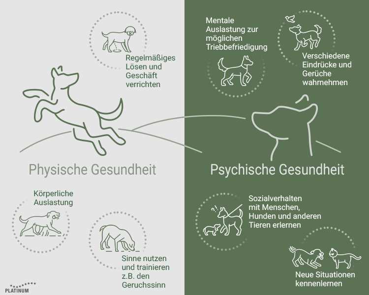 Wann muss ein Hund morgens raus? Tipps und Ratschläge für den optimalen Auslauf