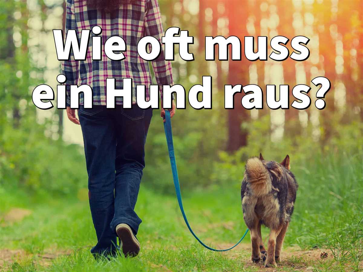 Wann muss ein Hund nach dem Essen raus? Tipps und Empfehlungen