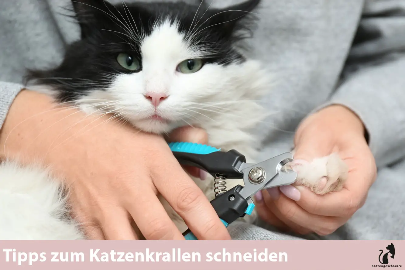 Wann sollte man Katzen die Krallen schneiden?