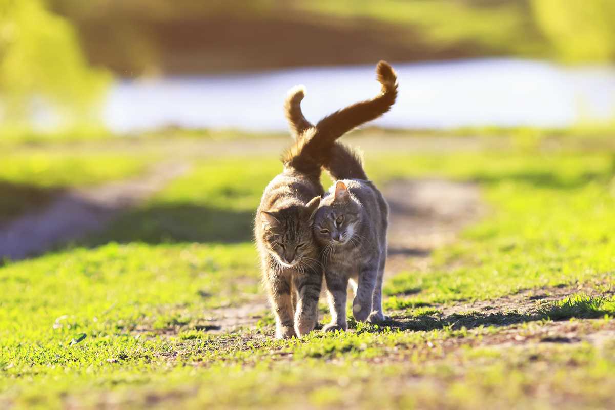 Wann paaren sich Katzen? Ein Leitfaden zur Paarungszeit Ihrer Katze