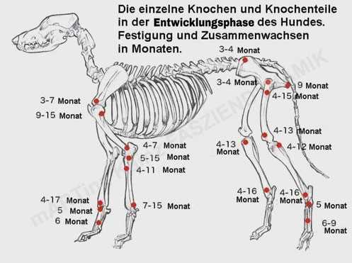 Die Bedeutung der Tierarztuntersuchung