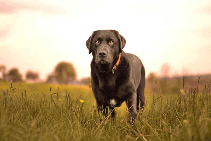 Kleine Hunde