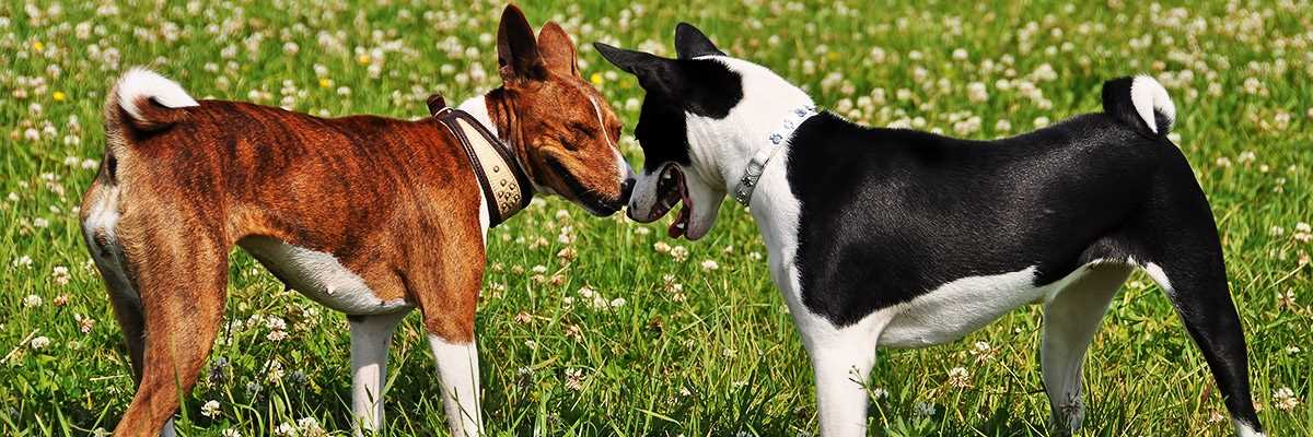 Wann sind Hunde geschlechtsreif? Ein Überblick über die Geschlechtsreife bei Hunden