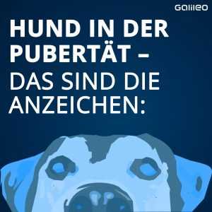 Wann sind Hunde in der Pubertät? – Alles, was Sie wissen müssen