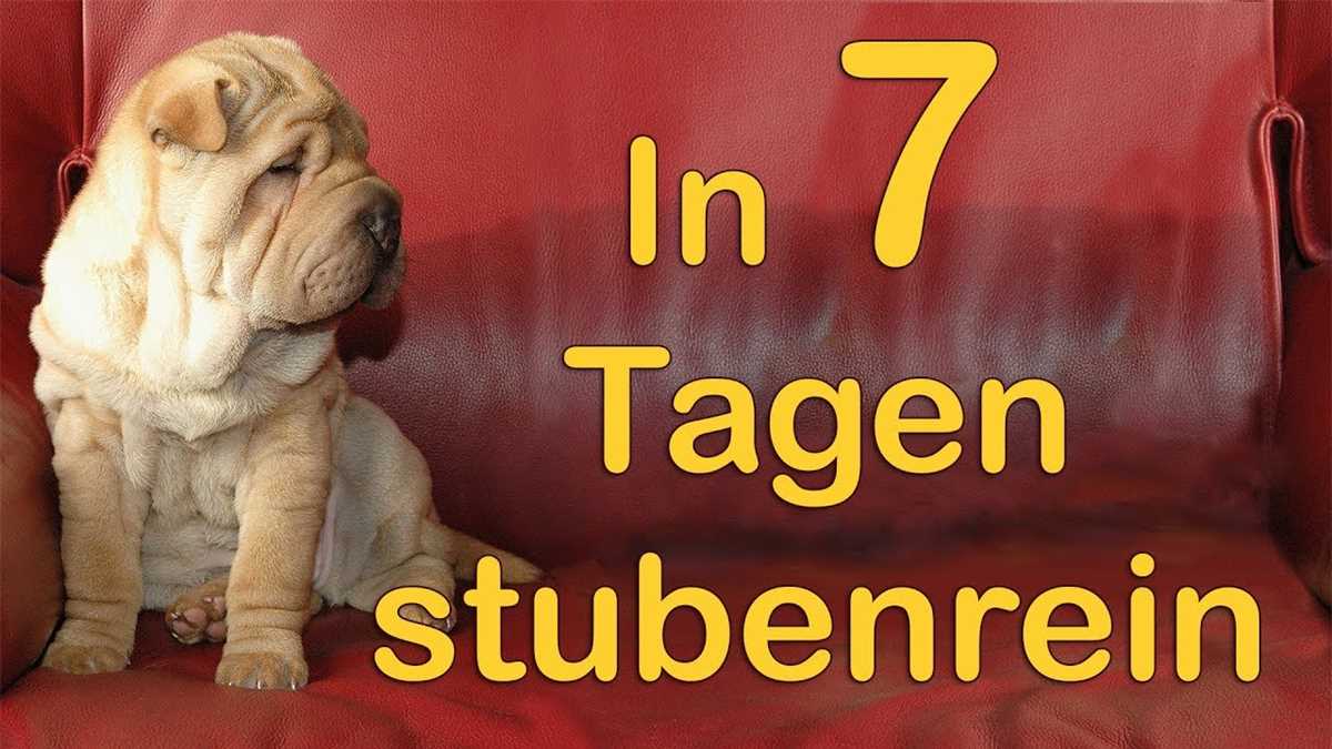 Ältere Hunde