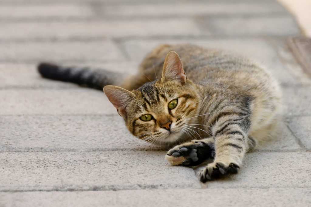 Wann sind Katzen rollig? Tipps und Informationen