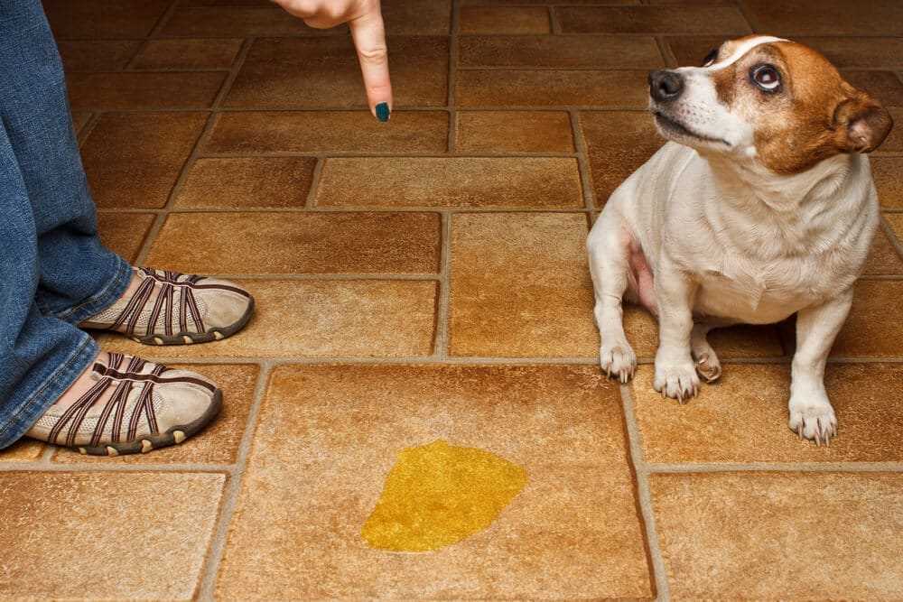 wann sollte ein hund stubenrein sein raozcnlz