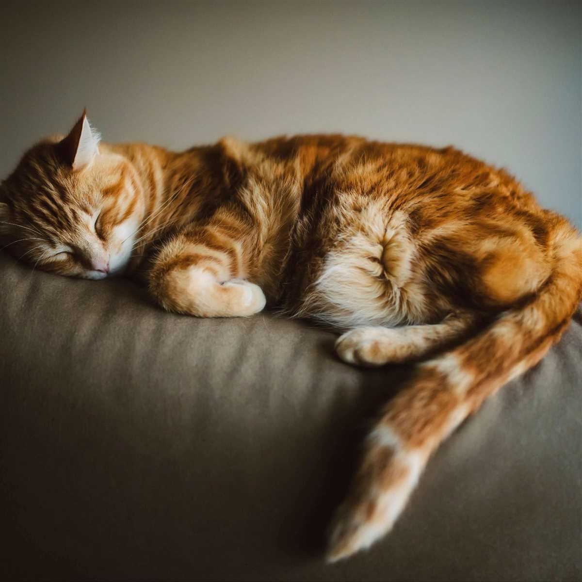 Ratschläge zur Trauerbewältigung nach dem Verlust einer geliebten Katze