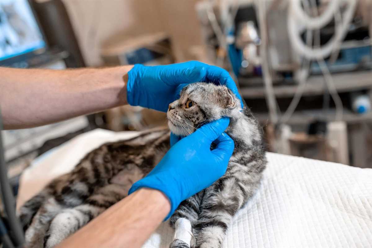 Wann ist es an der Zeit, eine Katze einzuschläfern: Ein Leitfaden für Katzenbesitzer