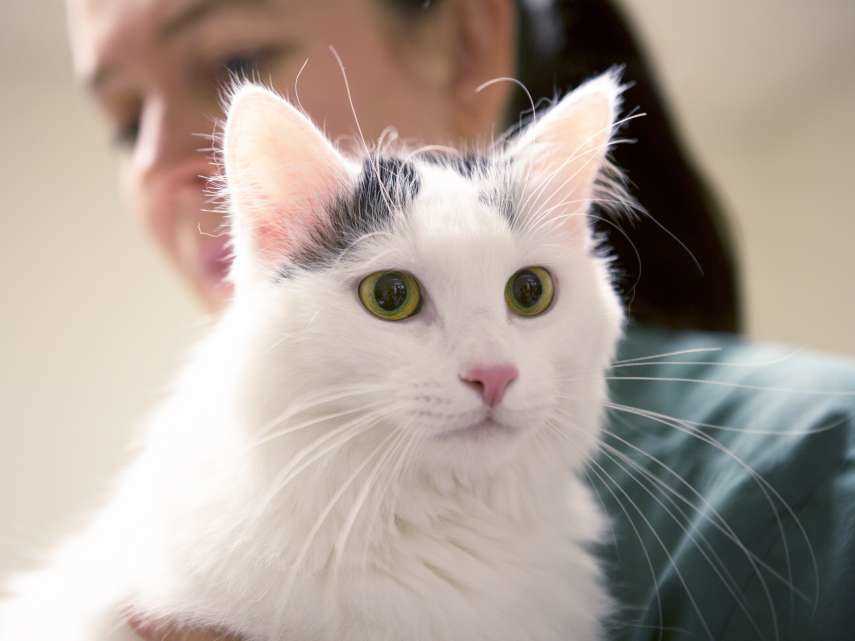 Die beste Vorgehensweise bei der Einschläferung einer Katze