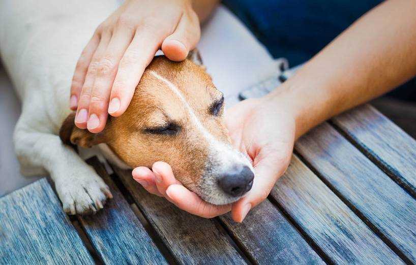 Den Hund beobachten und mit ihm Zeit verbringen