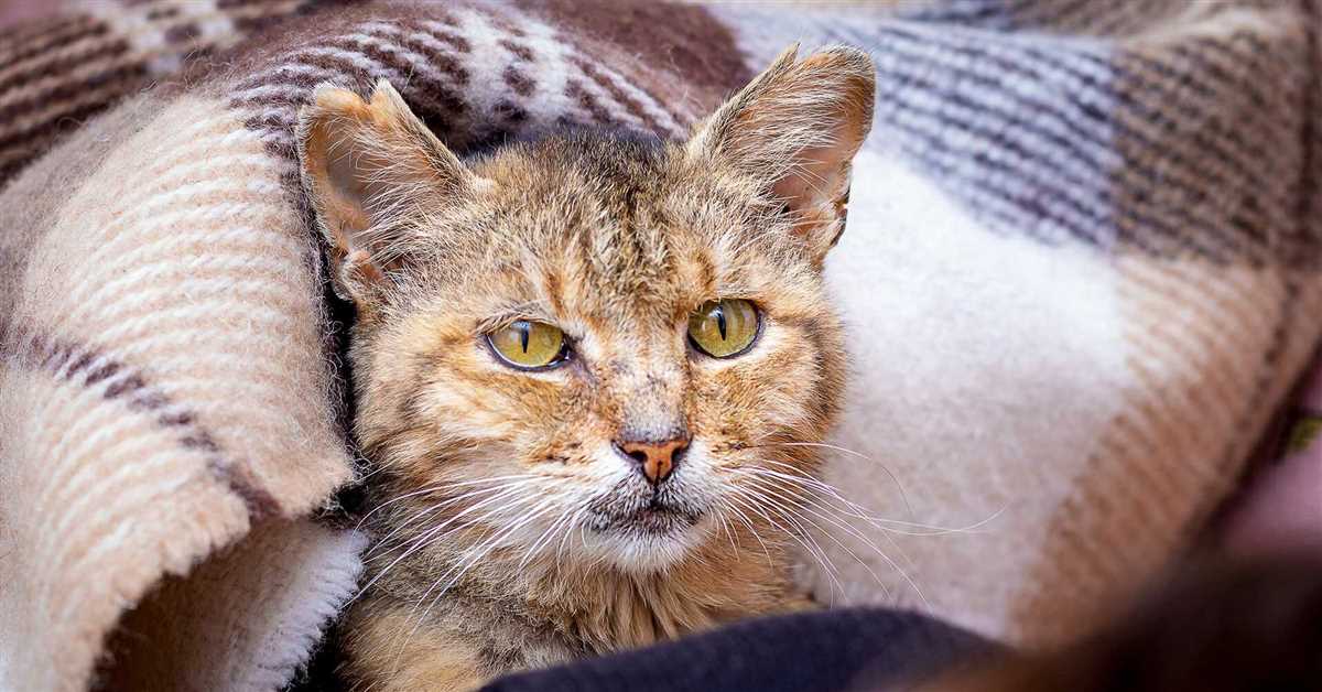 Wann sterben Katzen? – Alles was Sie wissen müssen